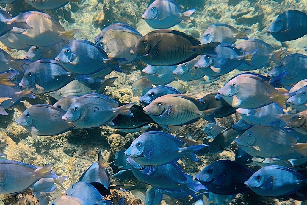 Banc de poissons tropicaux